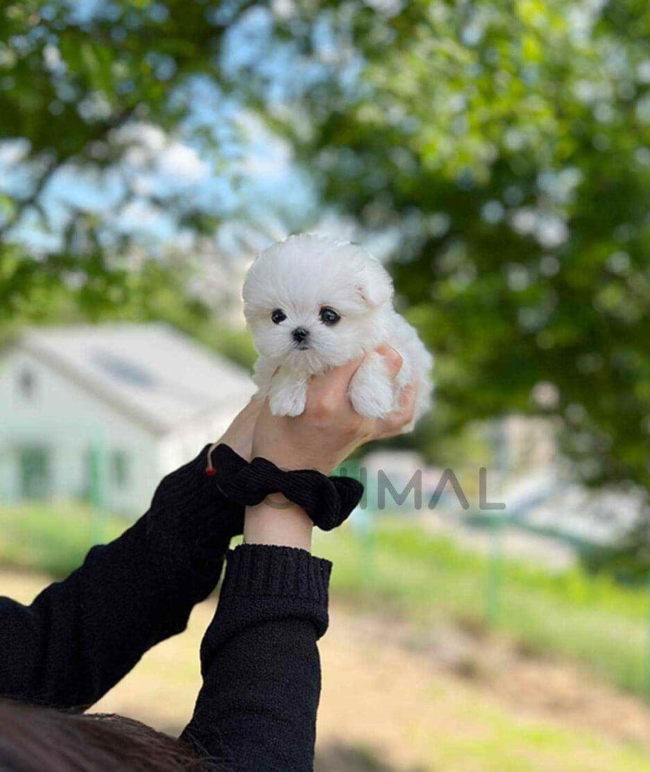 Maltese puppy for sale, dog for sale at Tagnimal