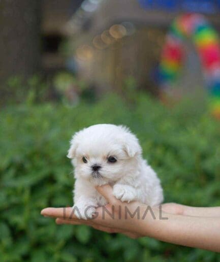 Maltese puppy for sale, dog for sale at Tagnimal