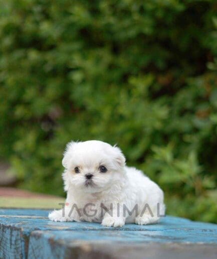 Maltese puppy for sale, dog for sale at Tagnimal