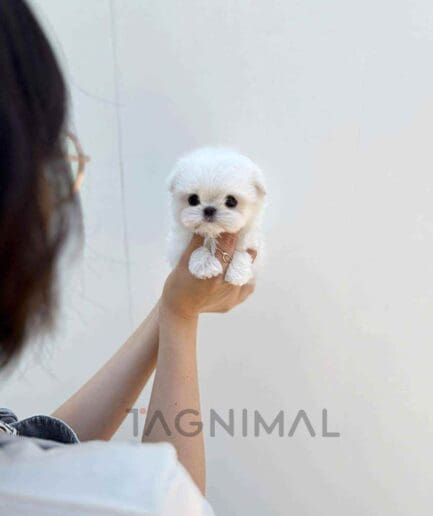 Maltese puppy for sale, dog for sale at Tagnimal