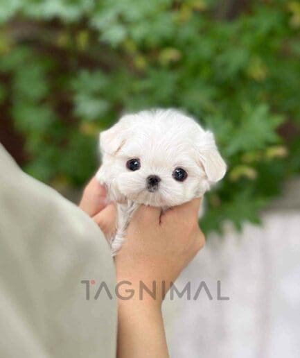 Maltese puppy for sale, dog for sale at Tagnimal