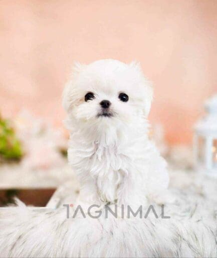 Maltese puppy for sale, dog for sale at Tagnimal