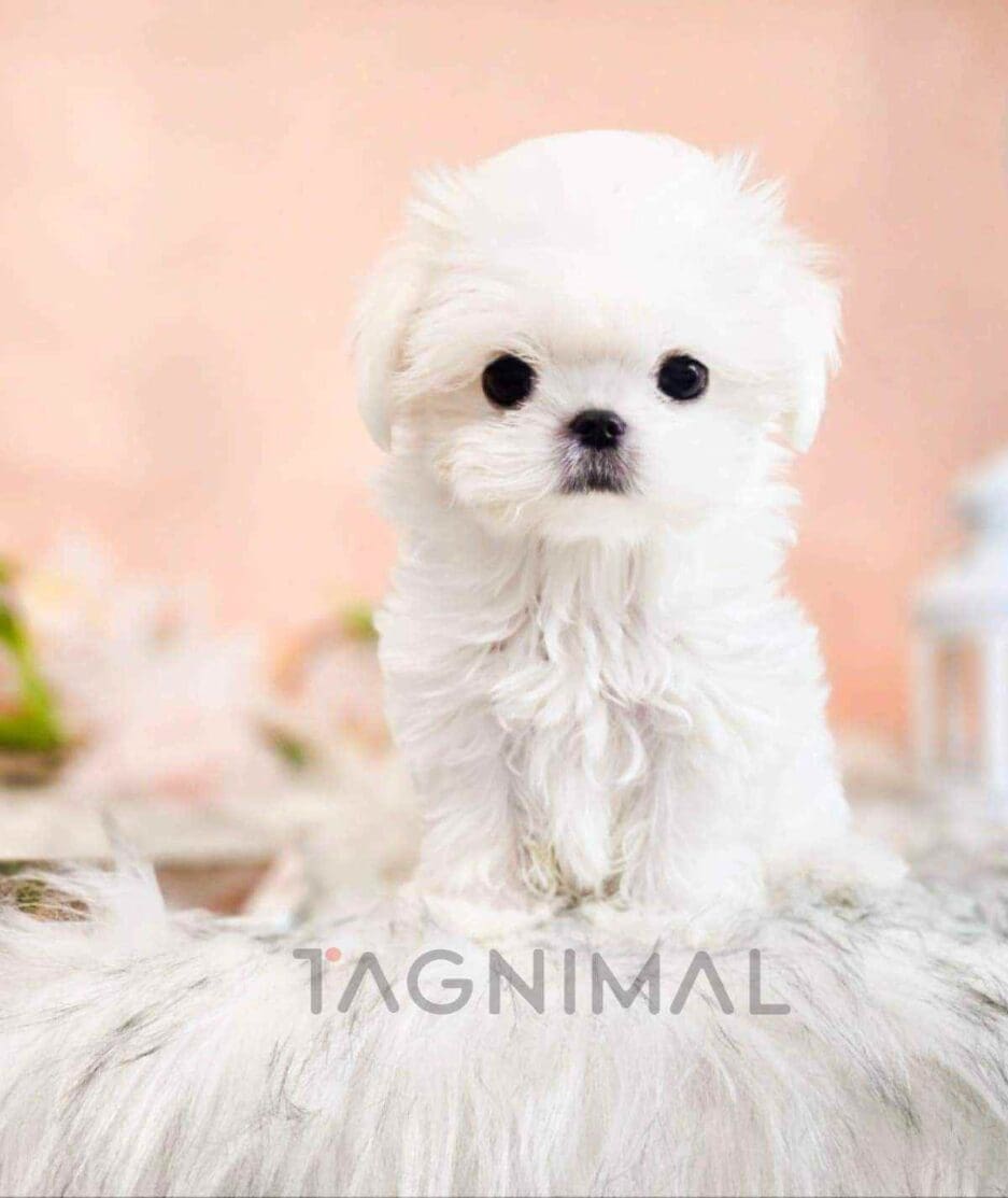 Maltese puppy for sale, dog for sale at Tagnimal