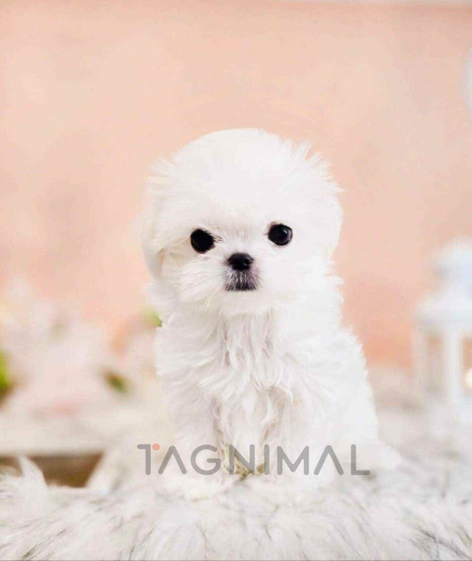 Maltese puppy for sale, dog for sale at Tagnimal