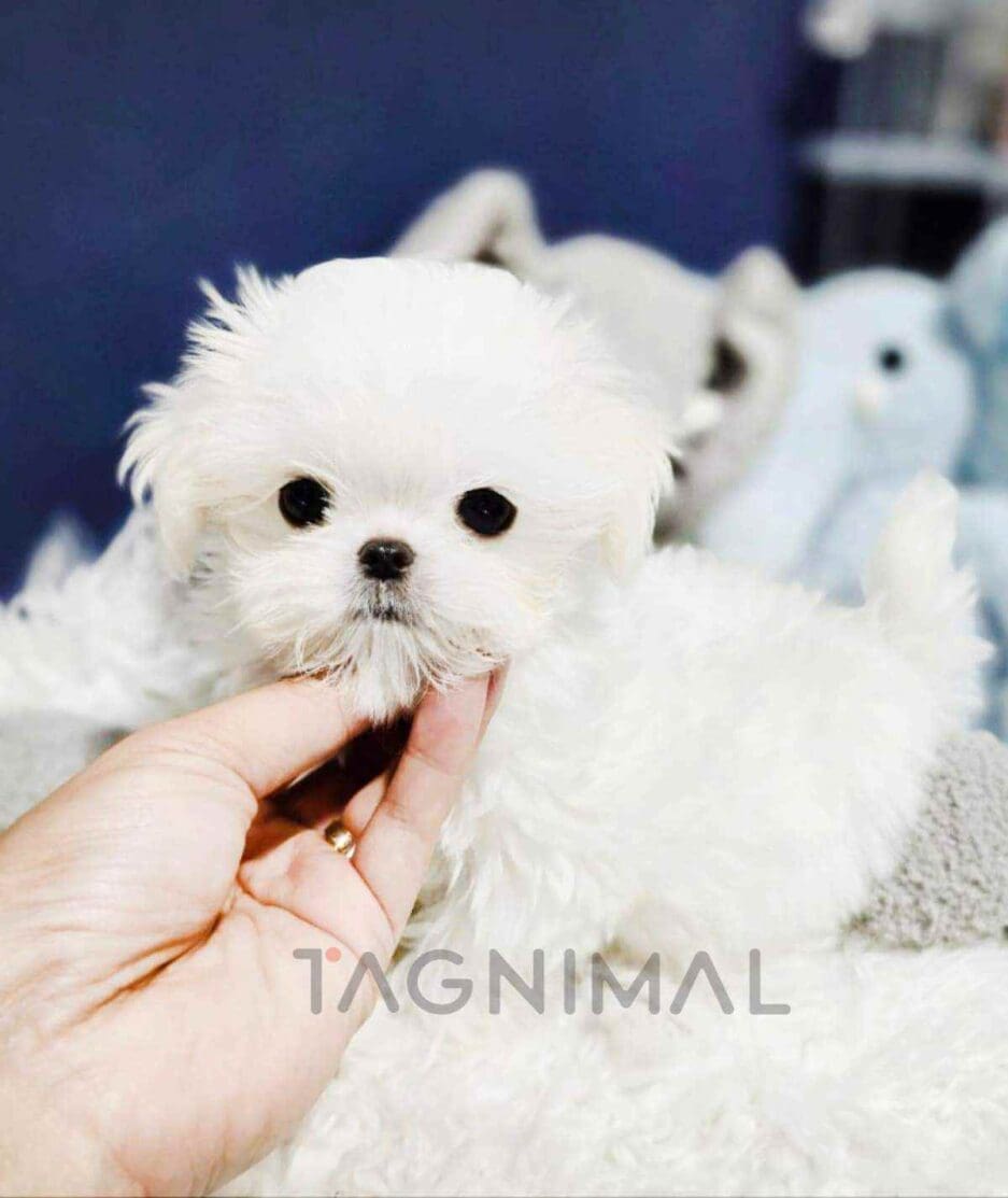 Maltese puppy for sale, dog for sale at Tagnimal