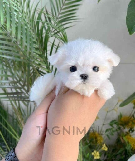 Maltese puppy for sale, dog for sale at Tagnimal