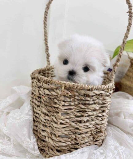 Maltese puppy for sale, dog for sale at Tagnimal