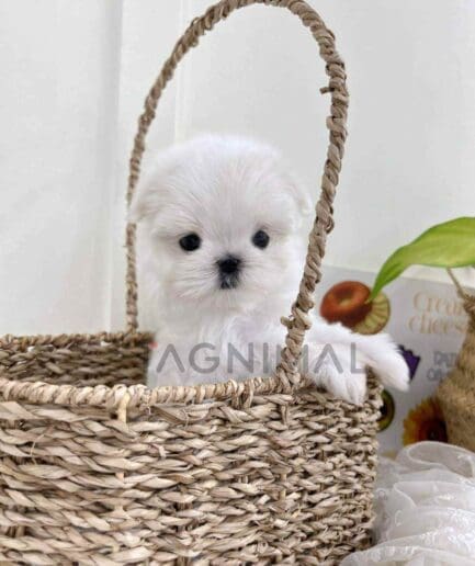 Maltese puppy for sale, dog for sale at Tagnimal