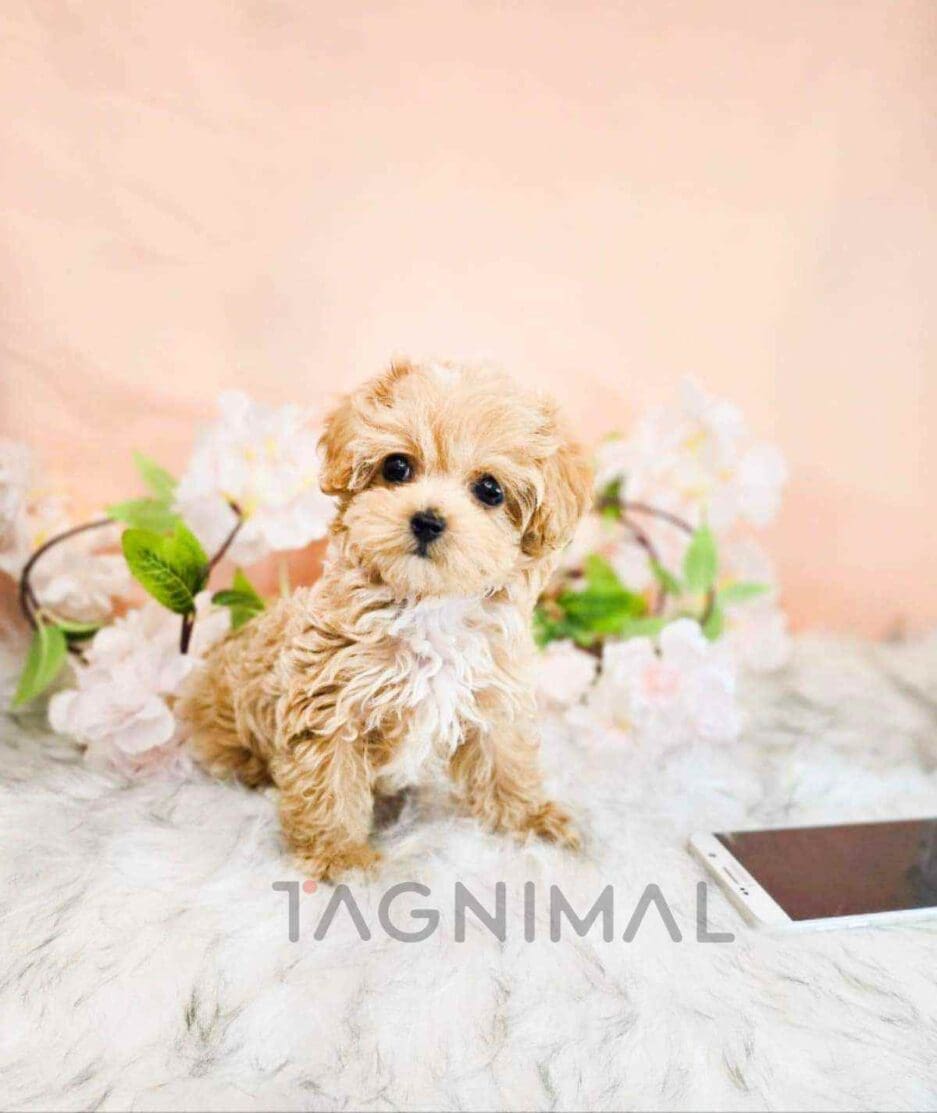 Maltipoo puppy for sale, dog for sale at Tagnimal