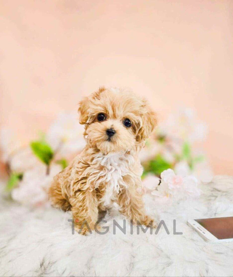 Maltipoo puppy for sale, dog for sale at Tagnimal