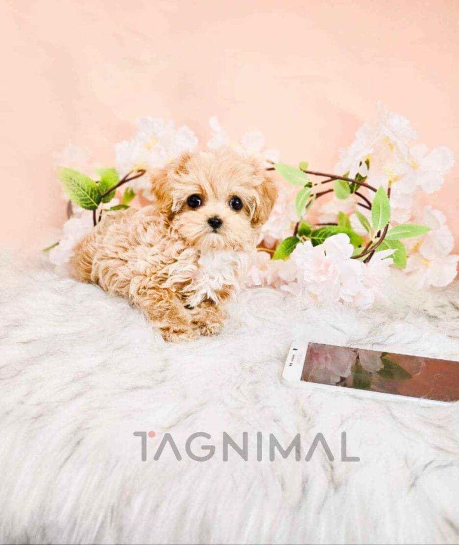 Maltipoo puppy for sale, dog for sale at Tagnimal