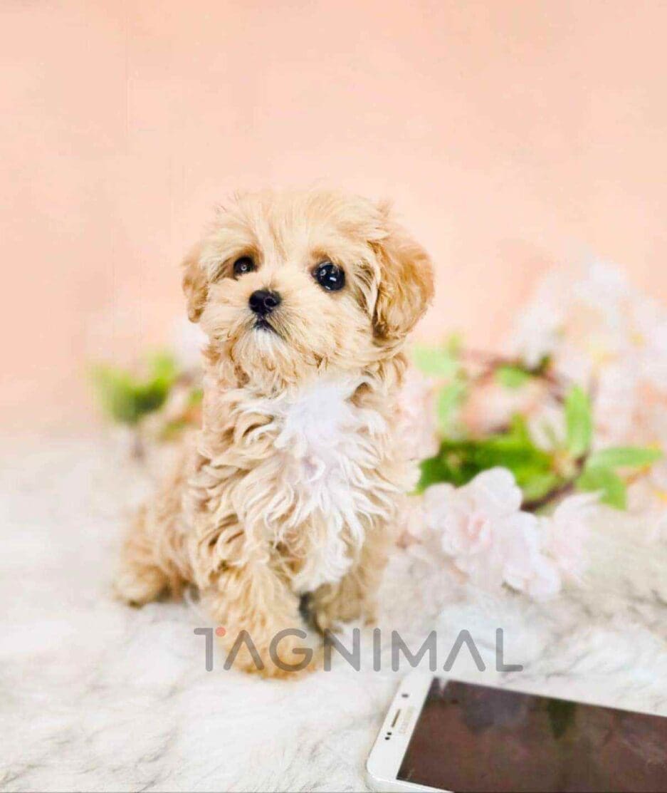 Maltipoo puppy for sale, dog for sale at Tagnimal