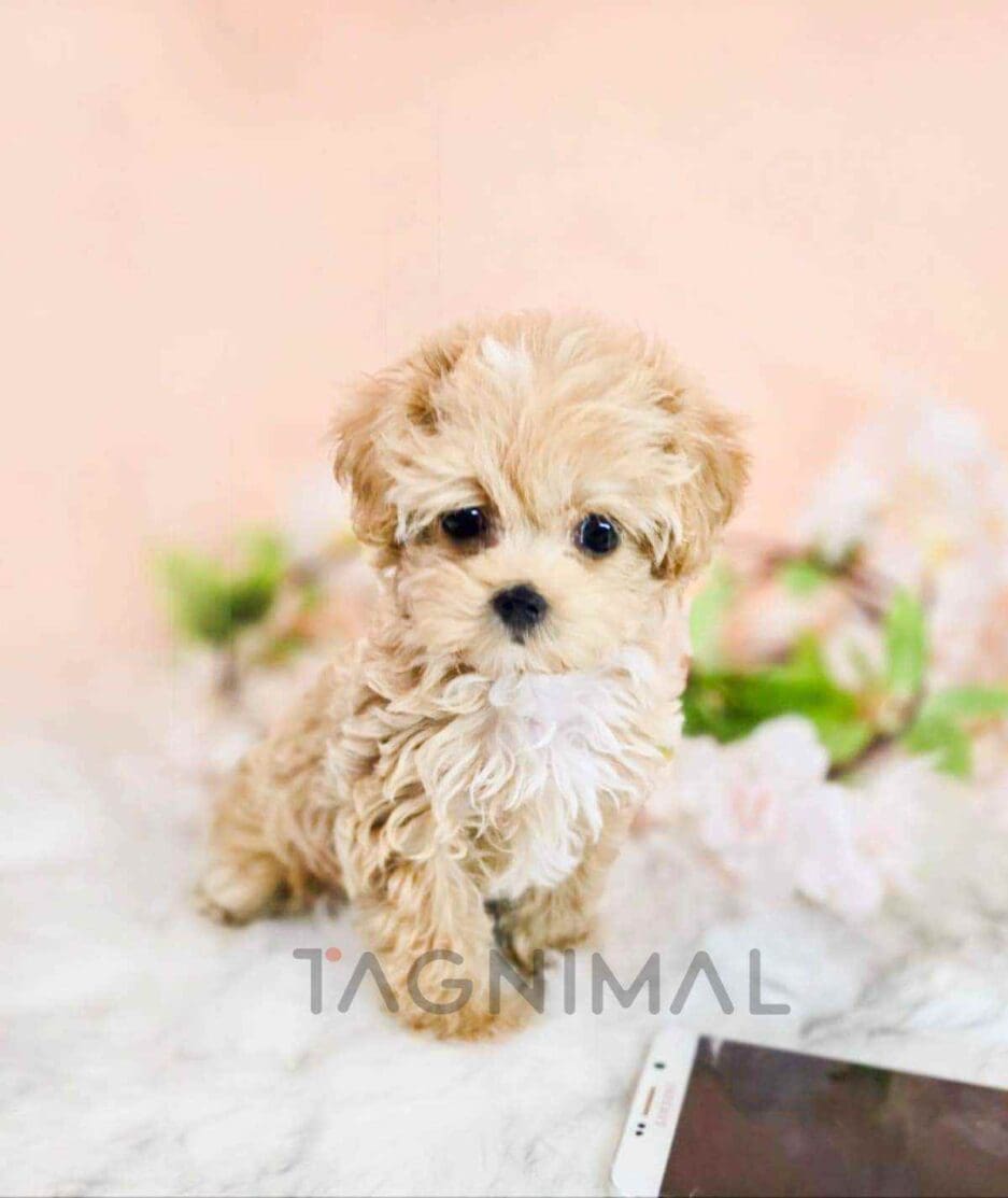 Maltipoo puppy for sale, dog for sale at Tagnimal