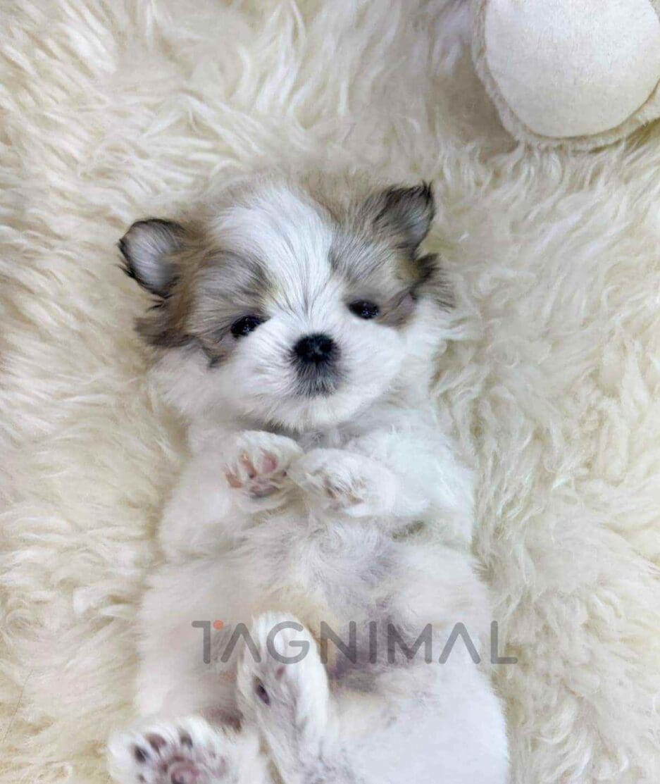 Maltipoo puppy for sale, dog for sale at Tagnimal