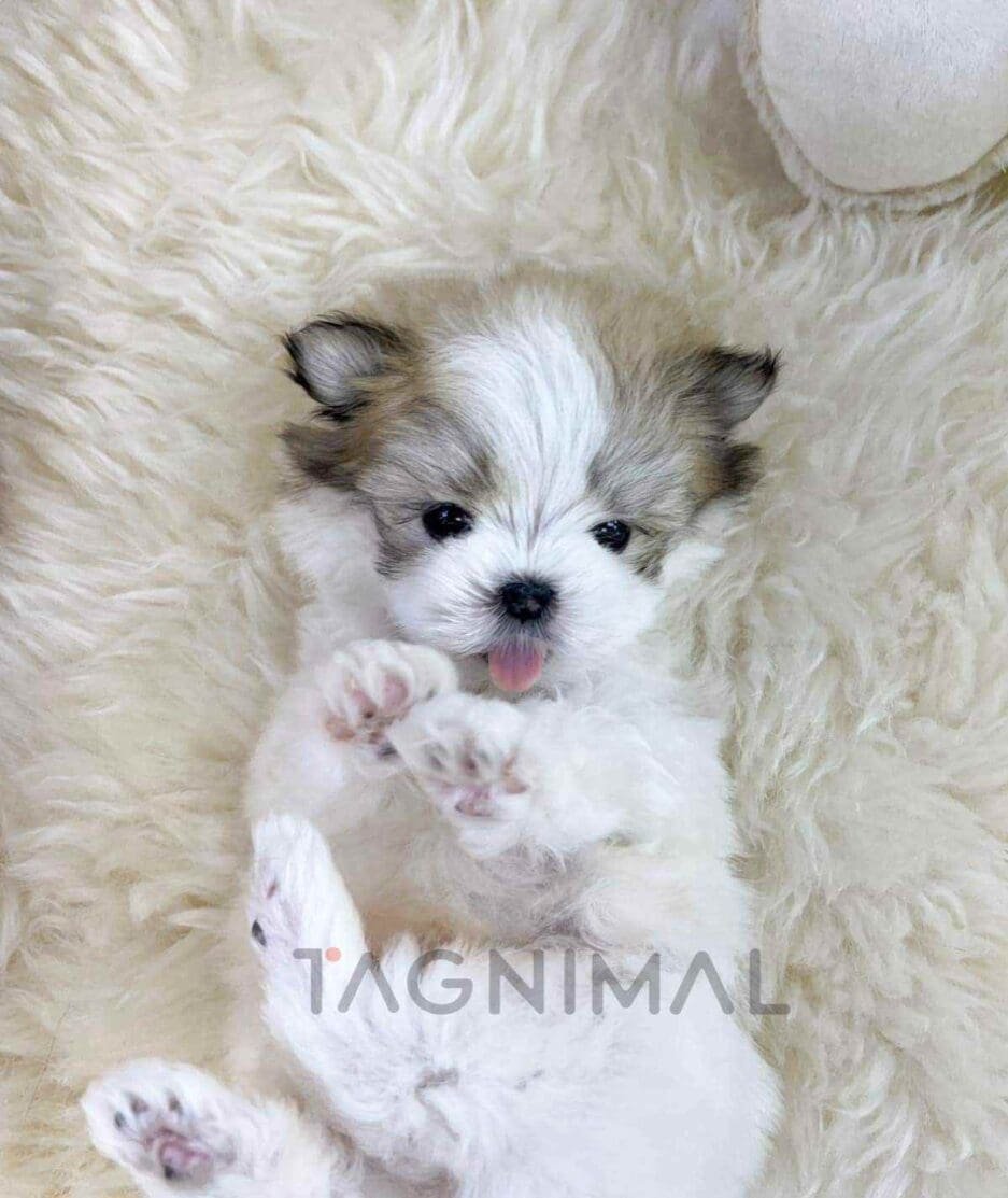 Maltipoo puppy for sale, dog for sale at Tagnimal