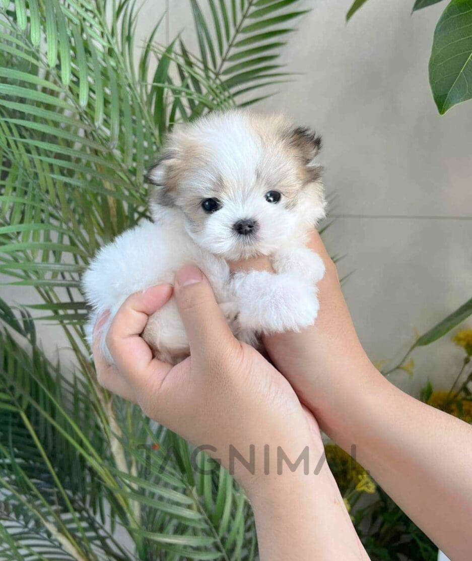 Maltipoo puppy for sale, dog for sale at Tagnimal