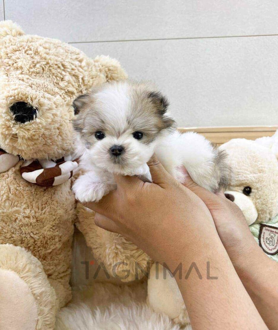 Maltipoo puppy for sale, dog for sale at Tagnimal