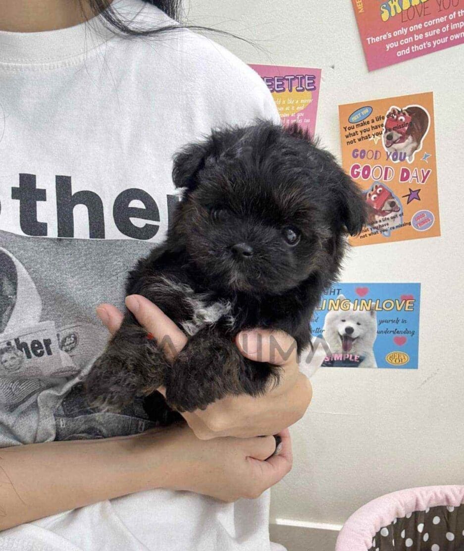 Maltipoo puppy for sale, dog for sale at Tagnimal