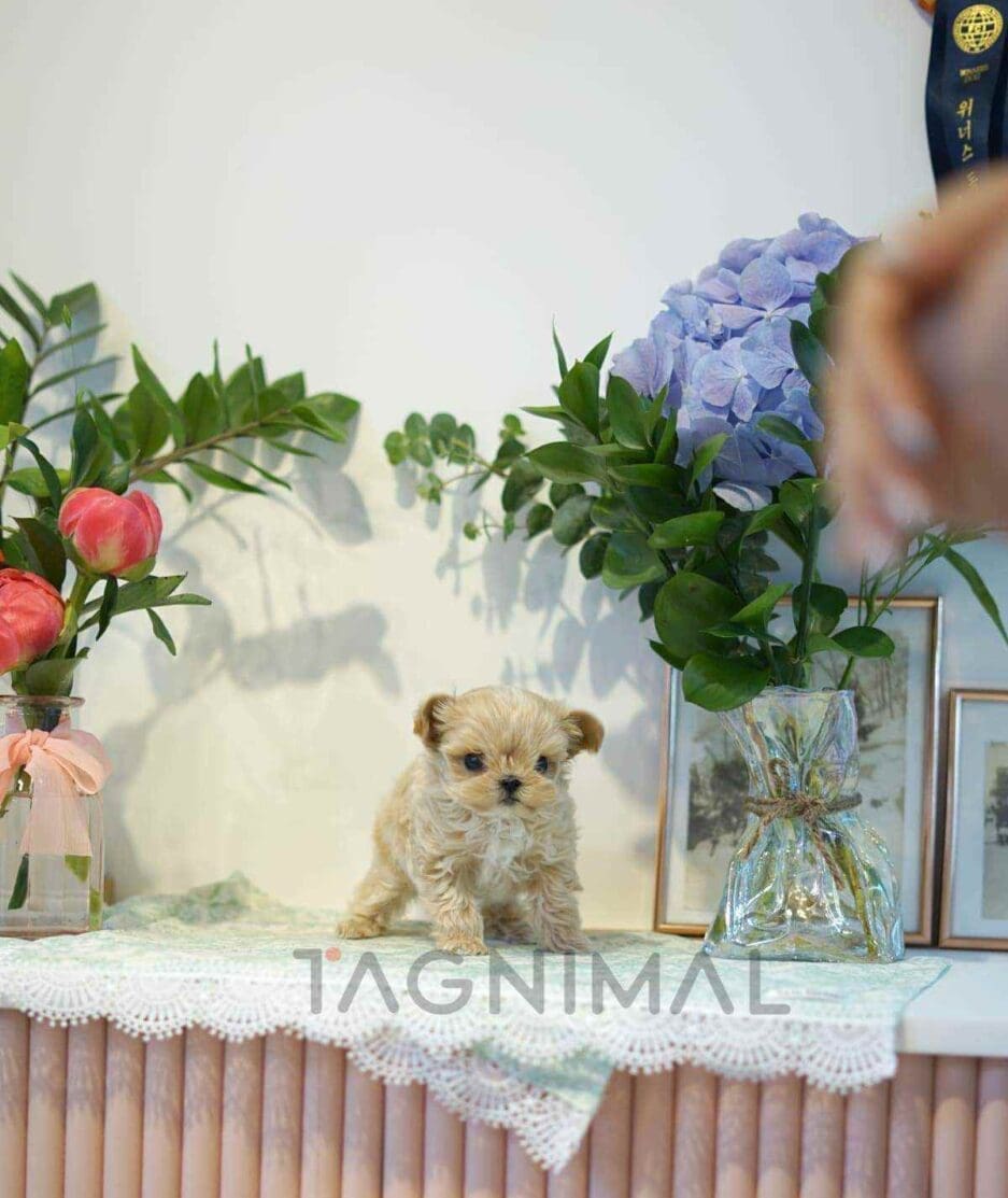 Maltipoo puppy for sale, dog for sale at Tagnimal