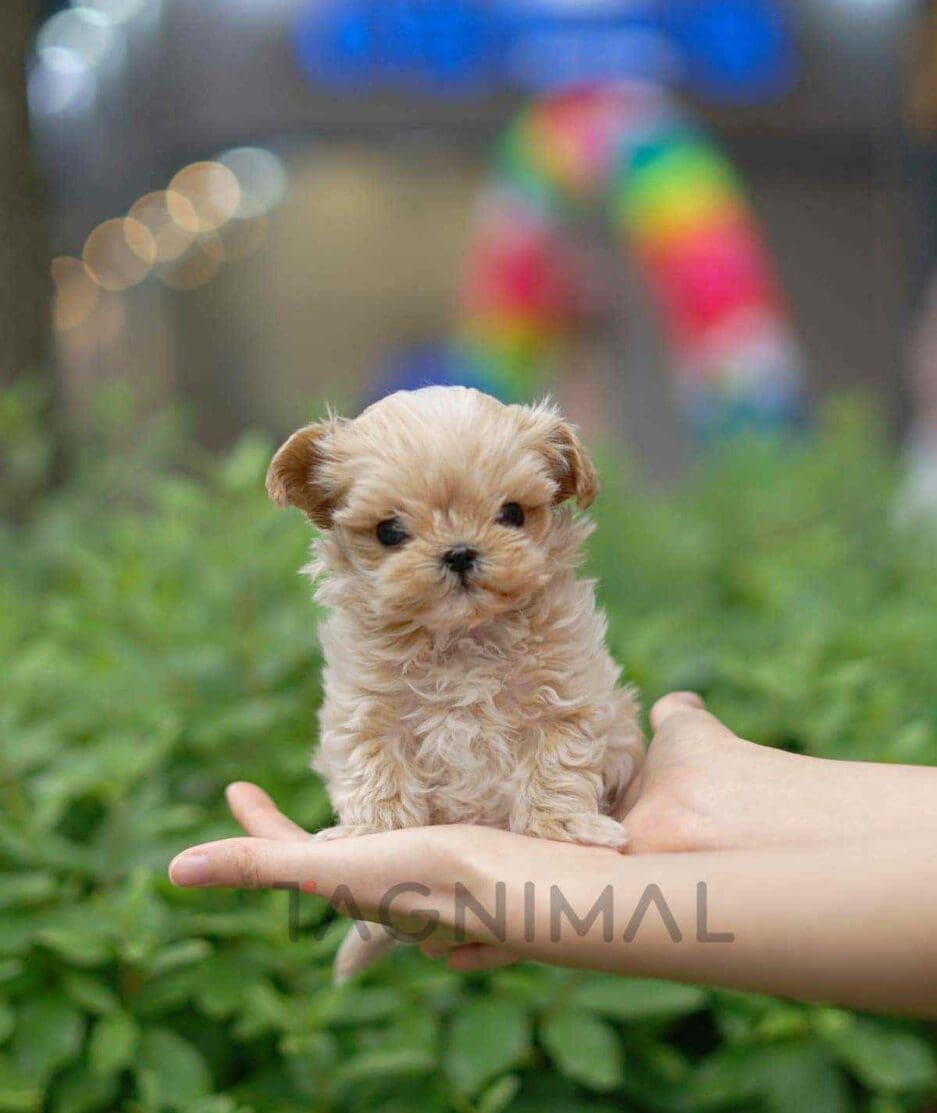 Maltipoo puppy for sale, dog for sale at Tagnimal