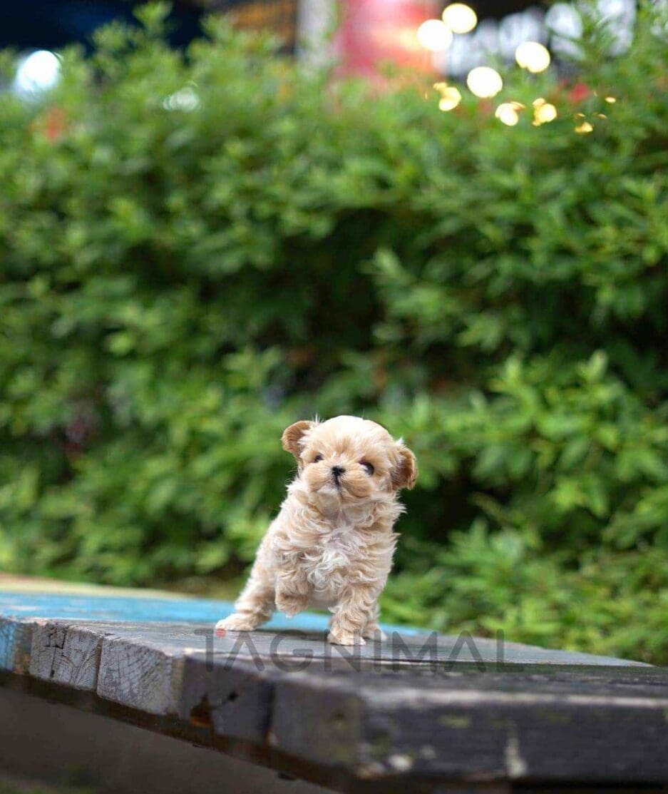 Maltipoo puppy for sale, dog for sale at Tagnimal