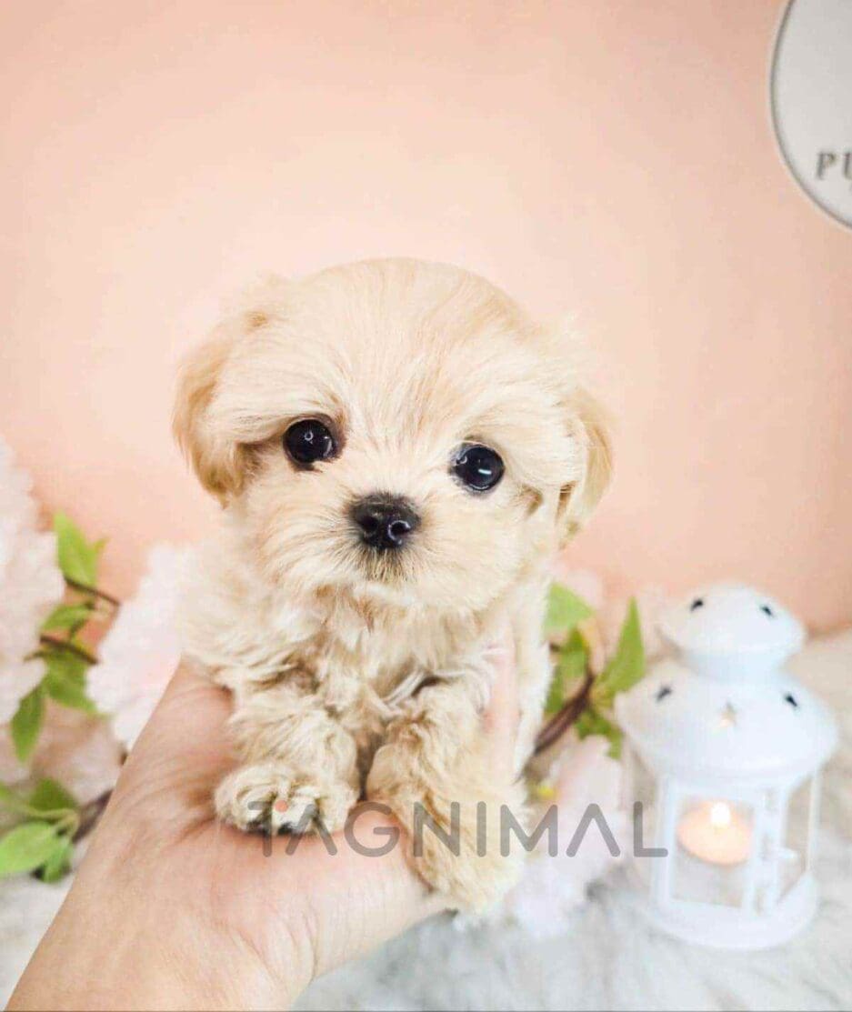 Maltipoo puppy for sale, dog for sale at Tagnimal