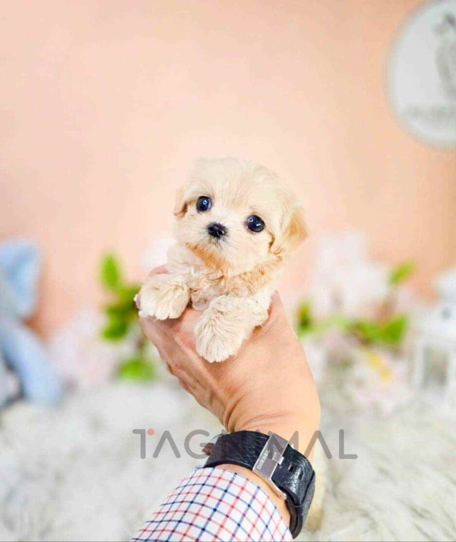 Maltipoo puppy for sale, dog for sale at Tagnimal