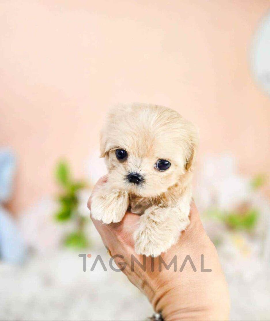 Maltipoo puppy for sale, dog for sale at Tagnimal