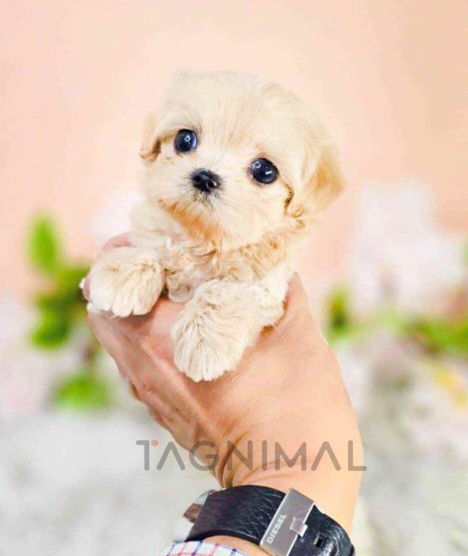 Maltipoo puppy for sale, dog for sale at Tagnimal