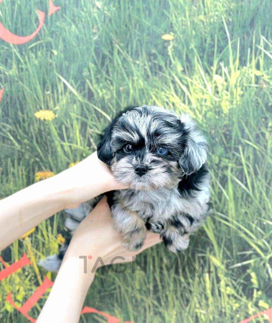 Maltipoo puppy for sale, dog for sale at Tagnimal