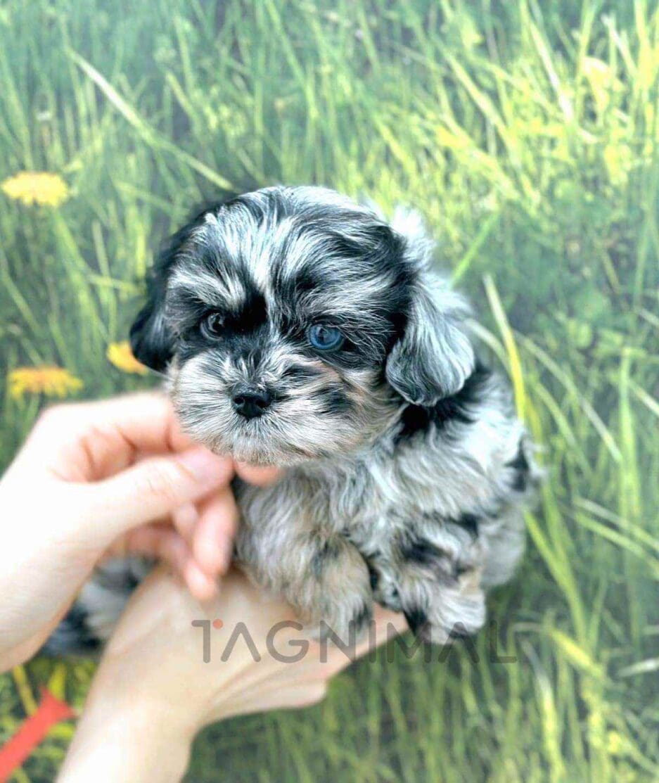 Maltipoo puppy for sale, dog for sale at Tagnimal