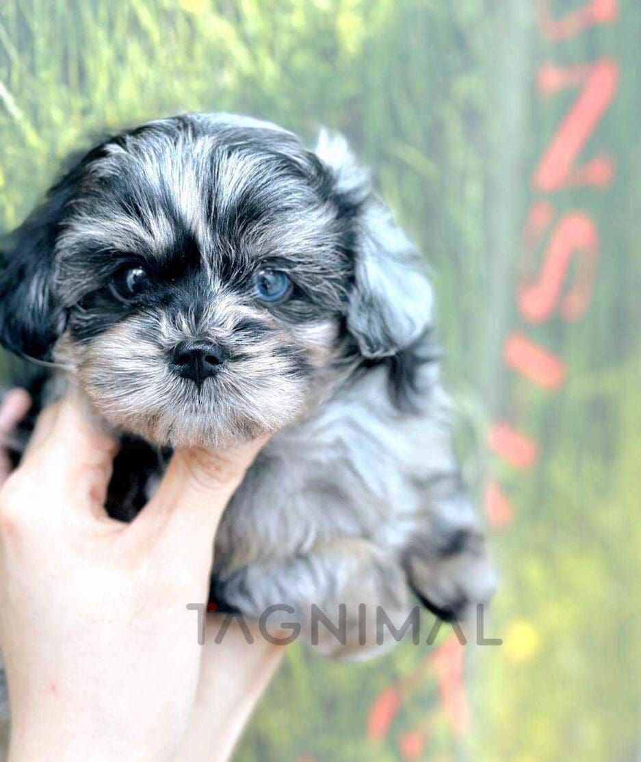 Maltipoo puppy for sale, dog for sale at Tagnimal