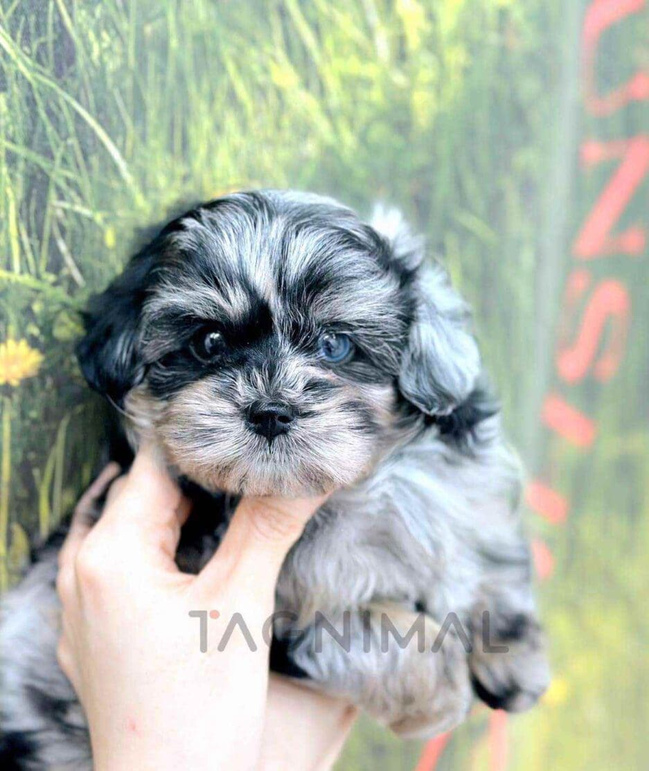 Maltipoo puppy for sale, dog for sale at Tagnimal