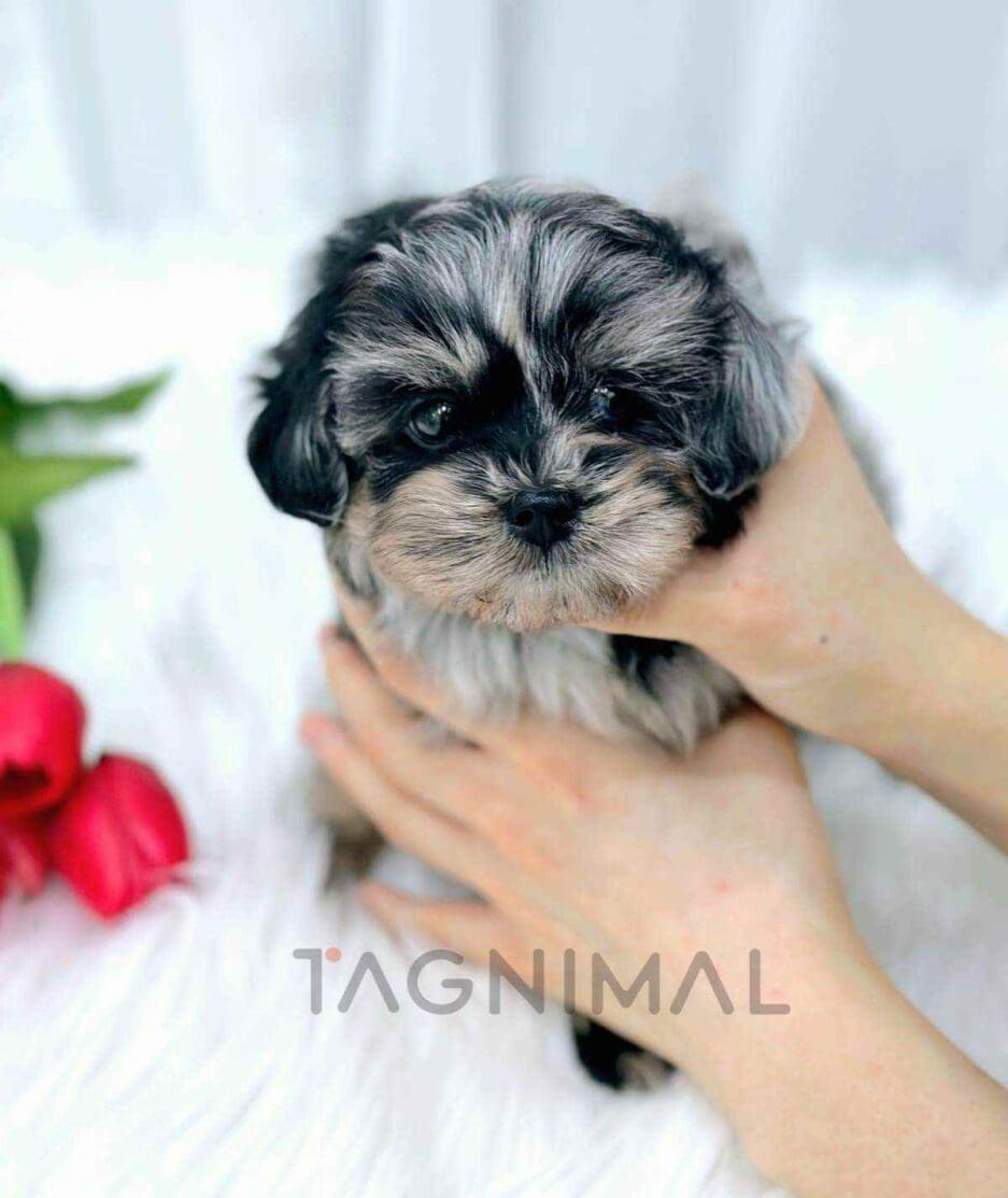 Maltipoo puppy for sale, dog for sale at Tagnimal