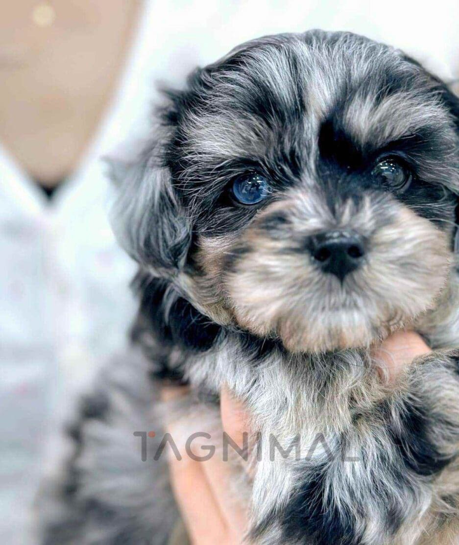 Maltipoo puppy for sale, dog for sale at Tagnimal