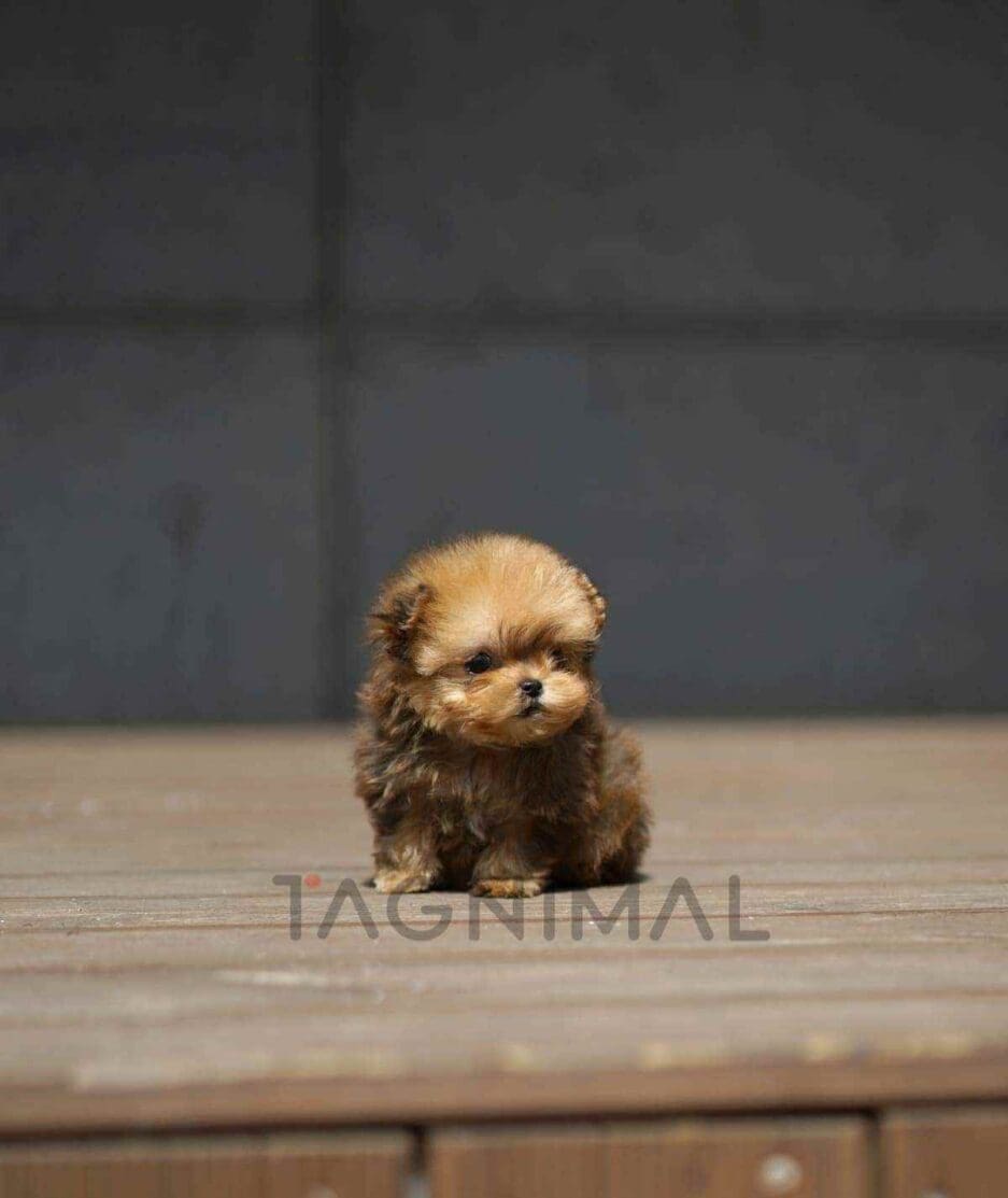 Morkie puppy for sale, dog for sale at Tagnimal