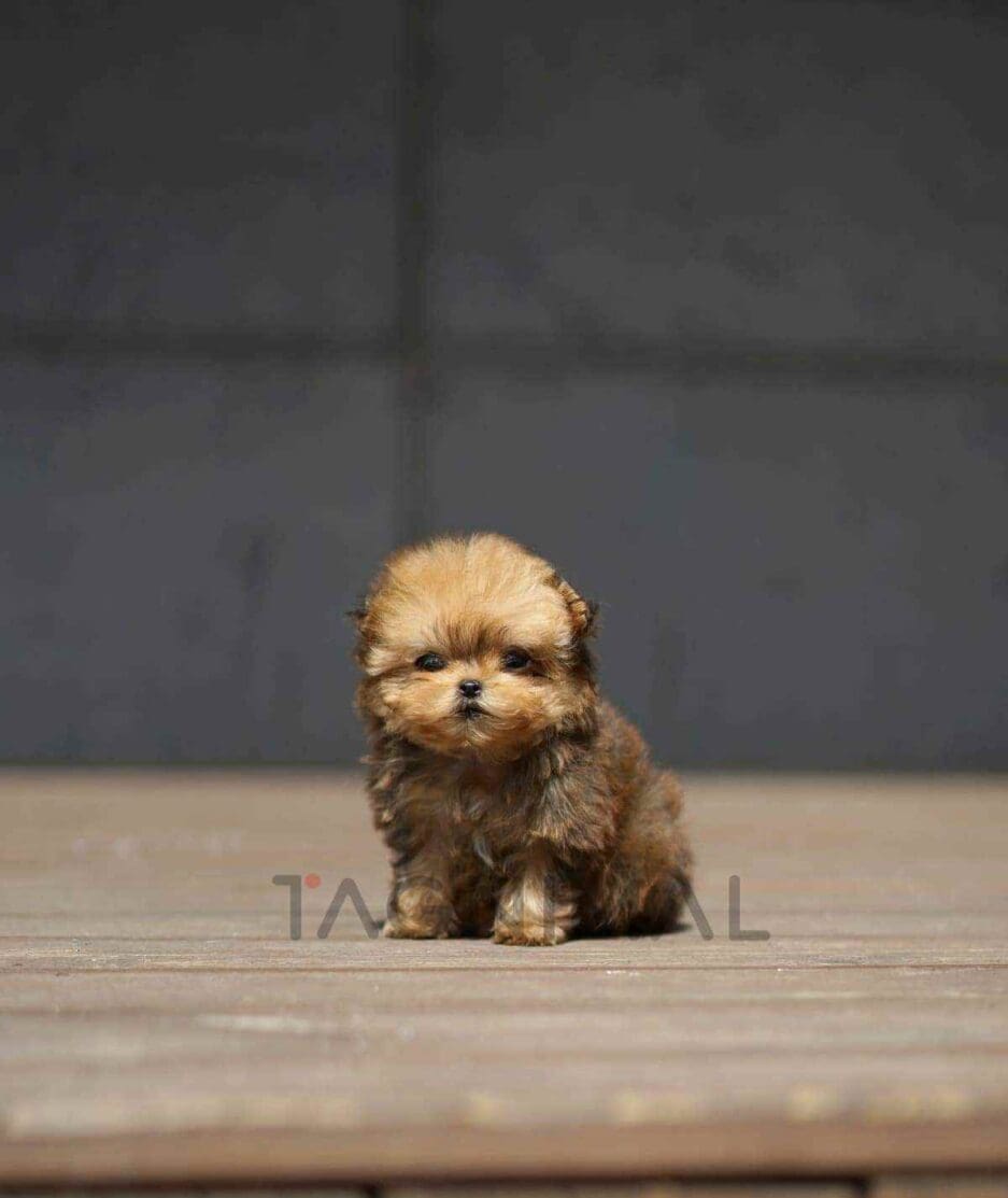 Morkie puppy for sale, dog for sale at Tagnimal