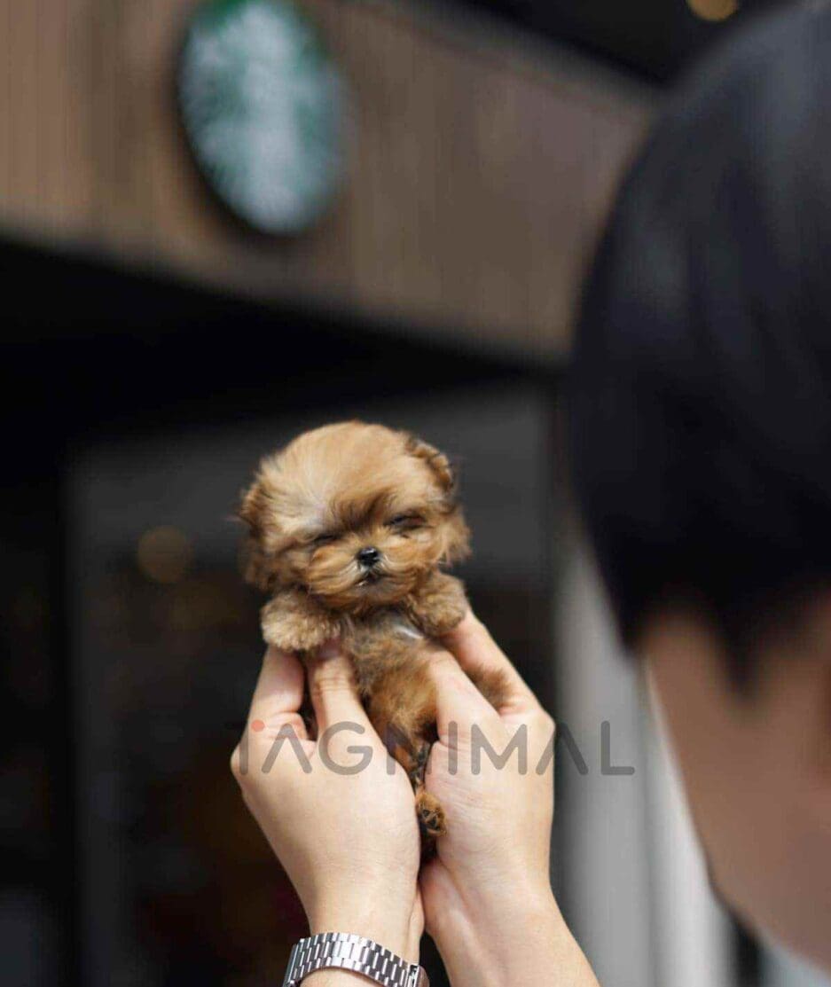 Morkie puppy for sale, dog for sale at Tagnimal