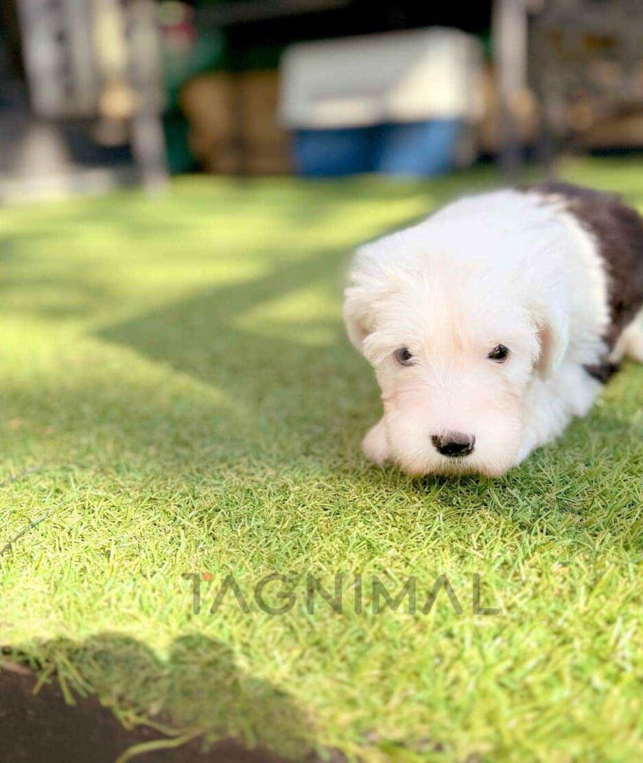 Old English Sheepdog puppy for sale, dog for sale at Tagnimal