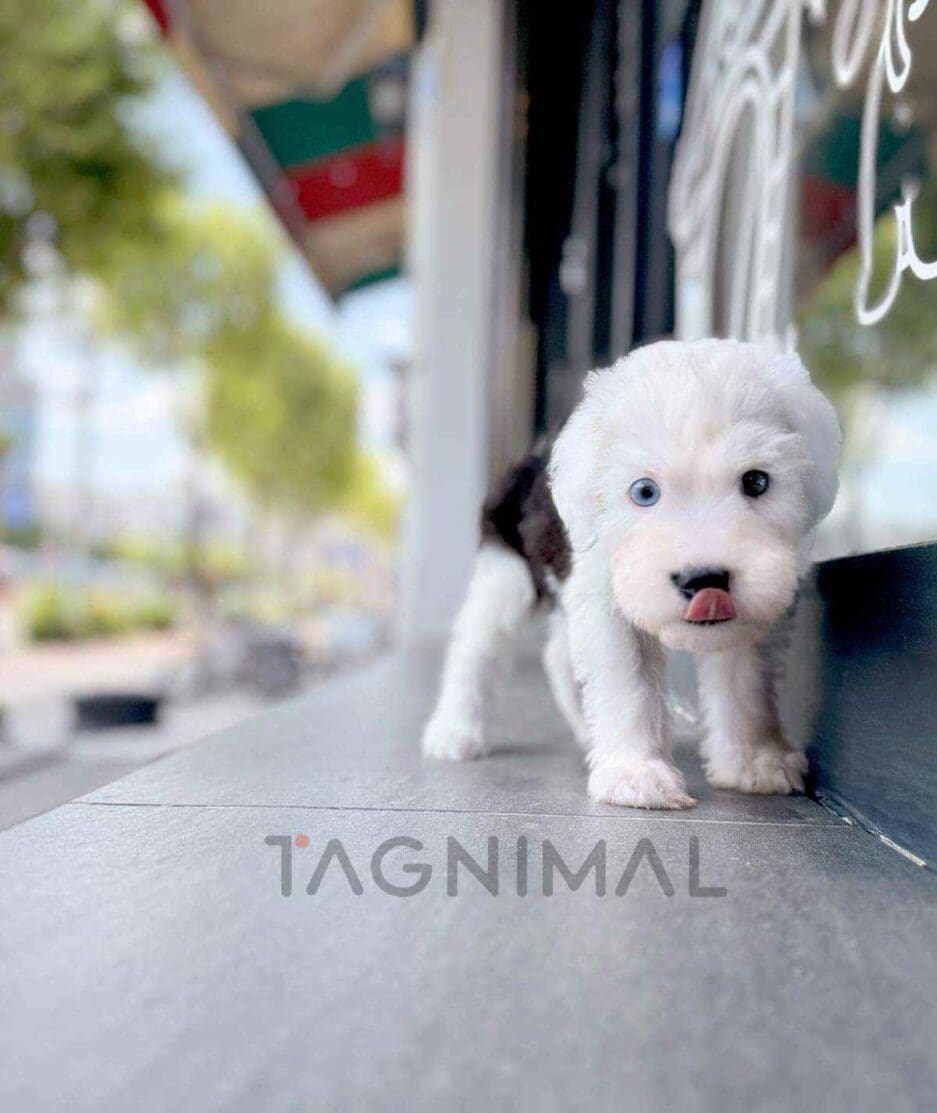 Old English Sheepdog puppy for sale, dog for sale at Tagnimal