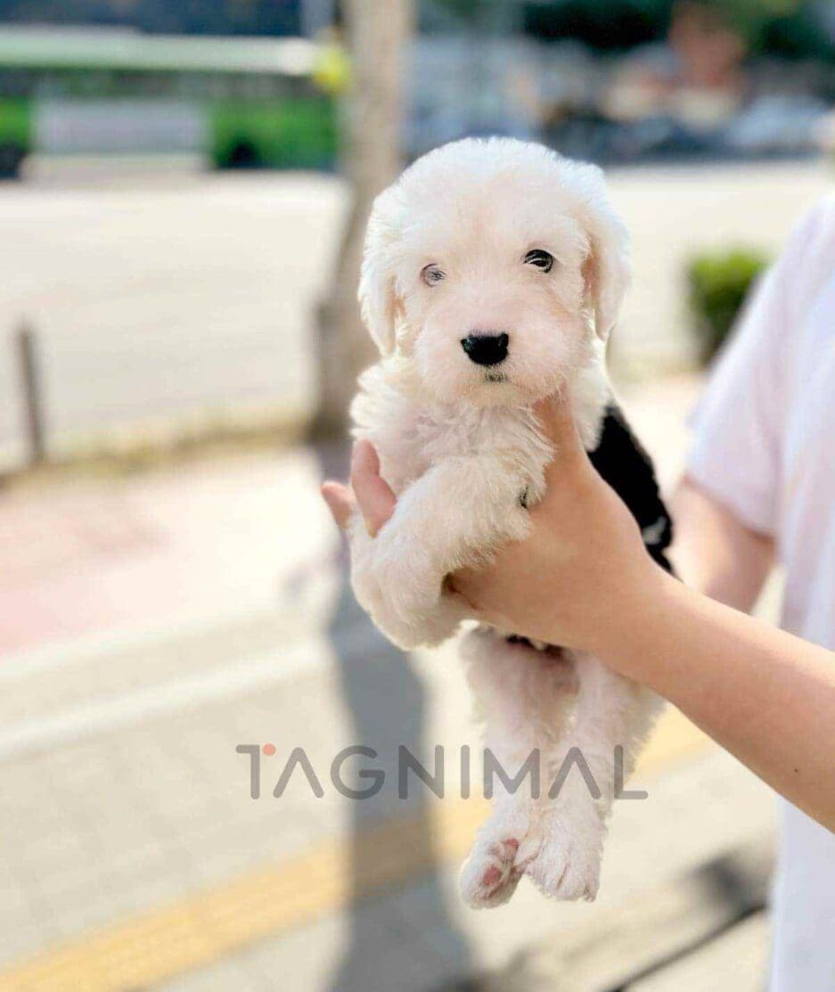 Old English Sheepdog puppy for sale, dog for sale at Tagnimal