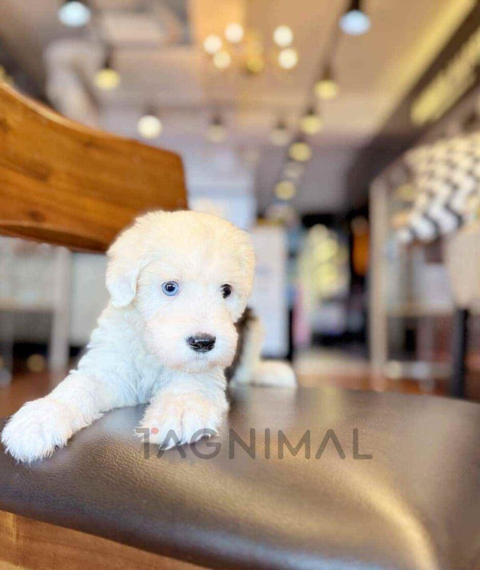 Old English Sheepdog puppy for sale, dog for sale at Tagnimal