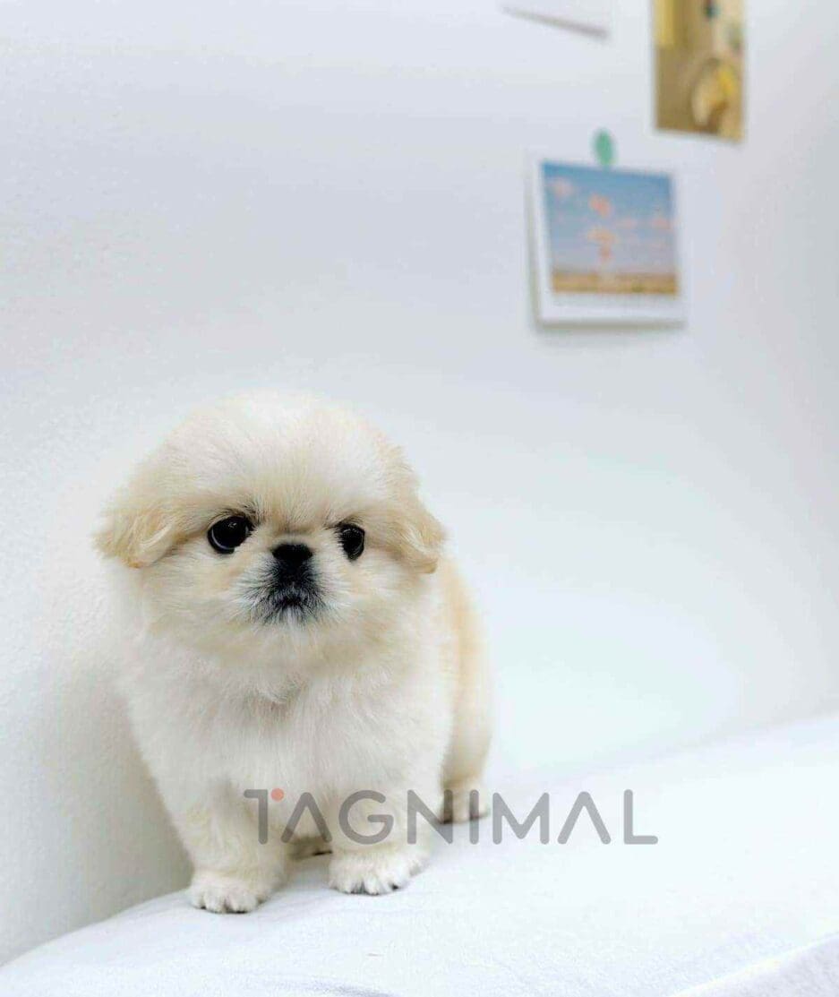 Pekingese puppy for sale, dog for sale at Tagnimal