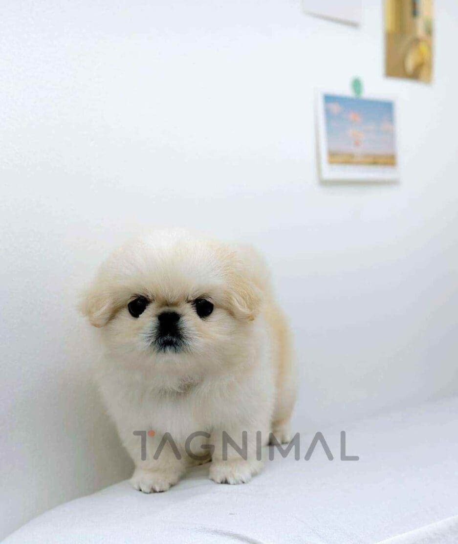 Pekingese puppy for sale, dog for sale at Tagnimal