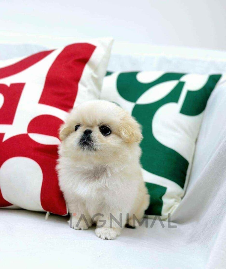 Pekingese puppy for sale, dog for sale at Tagnimal