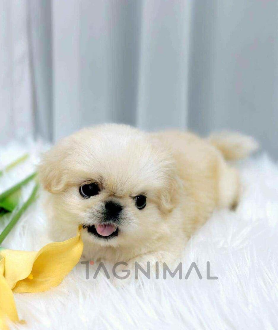 Pekingese puppy for sale, dog for sale at Tagnimal