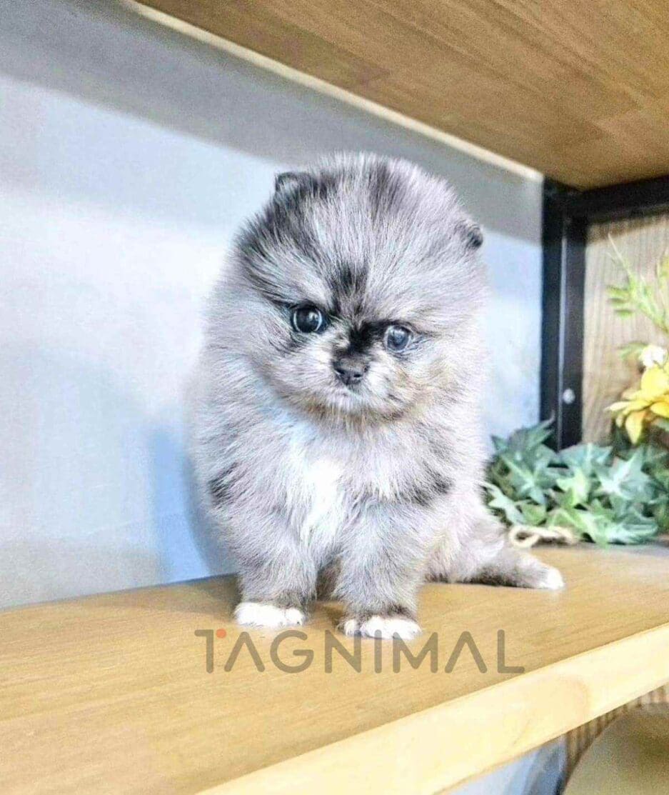 Pomeranian puppy for sale, dog for sale at Tagnimal