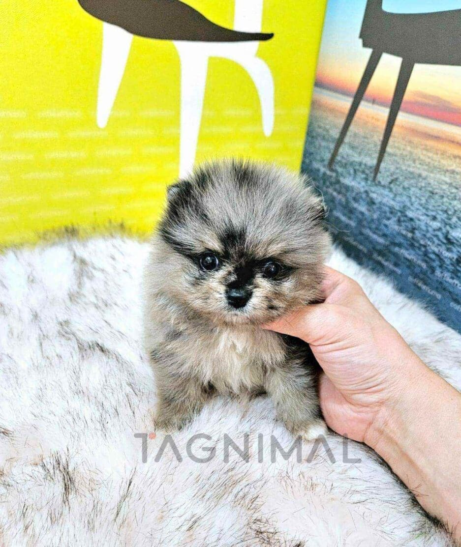 Pomeranian puppy for sale, dog for sale at Tagnimal