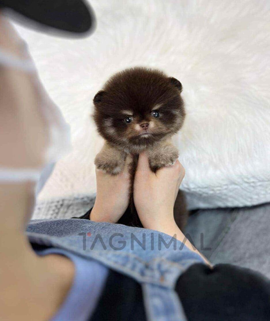 Pomeranian puppy for sale, dog for sale at Tagnimal