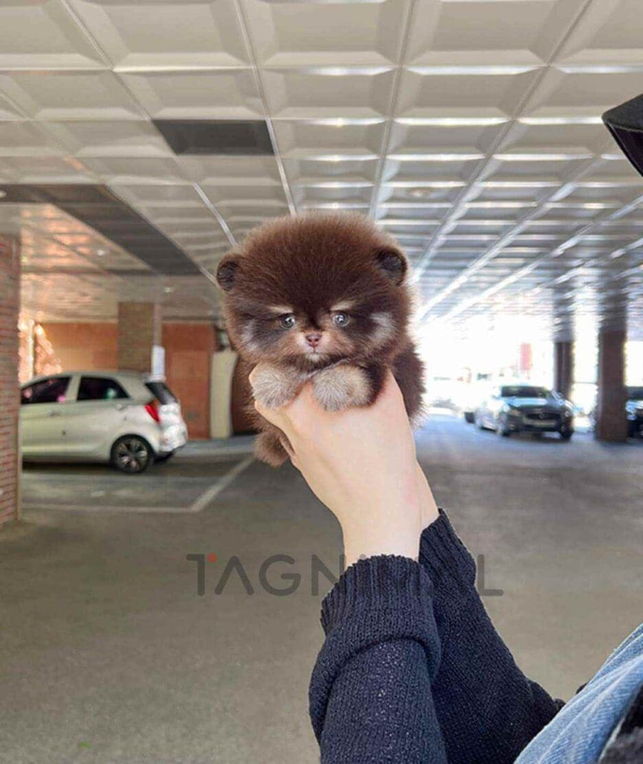 Pomeranian puppy for sale, dog for sale at Tagnimal